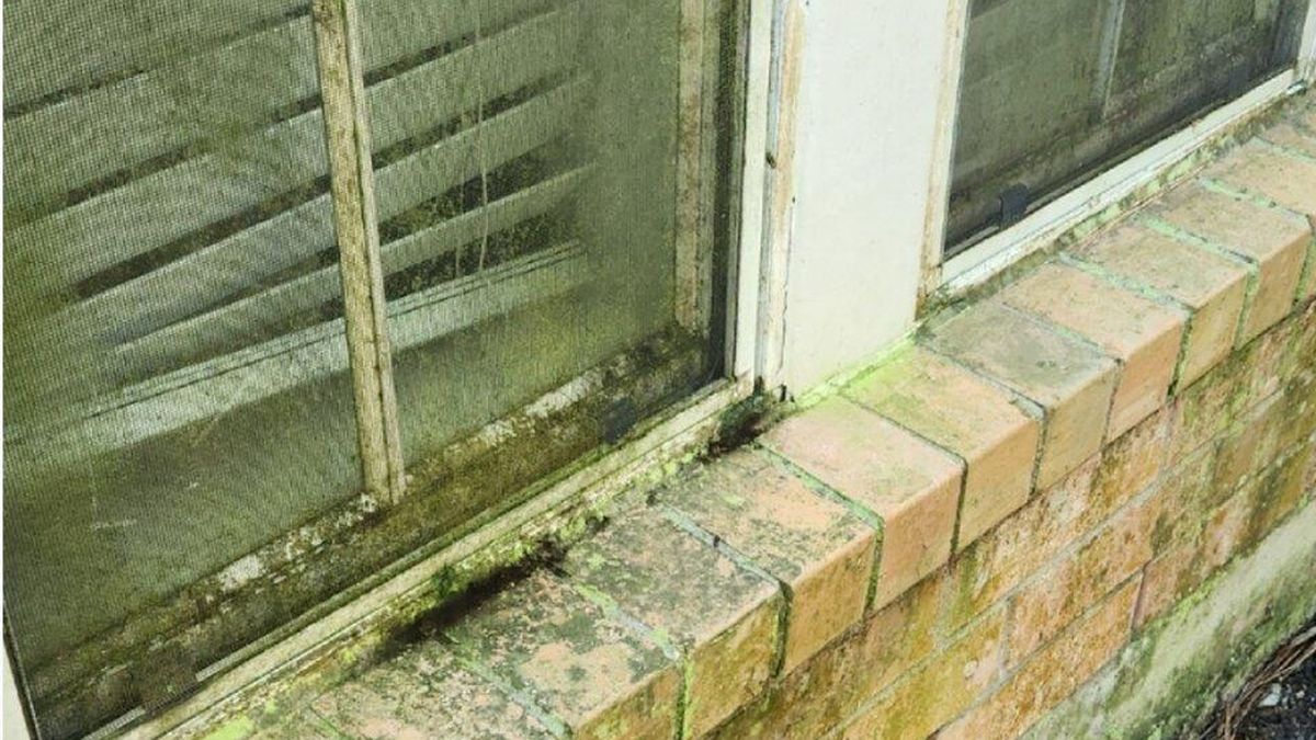 Mildew on brick and window frames, before cleaning